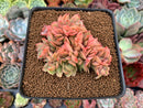Echeveria 'Lucinda' Crested 2" Succulent Plant