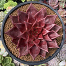 Echeveria Agavoides 'Luming' 5" Large Succulent Plant