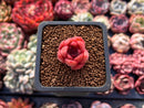 Echeveria 'Silonica' 1/2" Small Seedling Succulent Plant