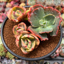 Echeveria 'Enfant' Variegated 4" Cluster Succulent Plant