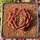 Echeveria 'Red Rosa' 1"-2" Succulent Plant