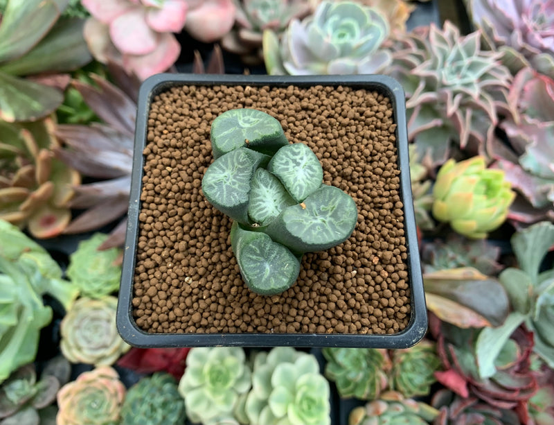 jade dragon plant Haworthia Maughanii 'Jade Dragon' 1"-2" Succulent Plant – True Succulents Plant Co