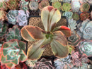 Echeveria 'Fimbriata' Variegated AKA 'Fasciculata' 3"-4" Succulent Plant