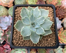 Echeveria 'Silver Queen' Variegated 2" Succulent Plant