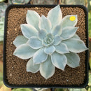 Echeveria 'Subsessilis' Variegated 3" Succulent Plant