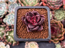 Echeveria Agavoides 'Pine Rose' 1" Succulent Plant