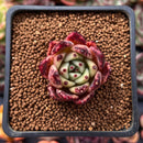 Echeveria Agavoides 'Sarabony' 1" Succulent Plant