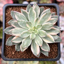 Echeveria 'Green Emerald' Variegated 2” Succulent Plant