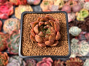 Echeveria Agavoides 'Venus' 1" Succulent Plant