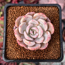Echeveria 'Santa Ro' 1" Succulent Plant