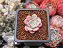 Echeveria 'Subcorymbosa Lau 026' 1" Succulent Plant
