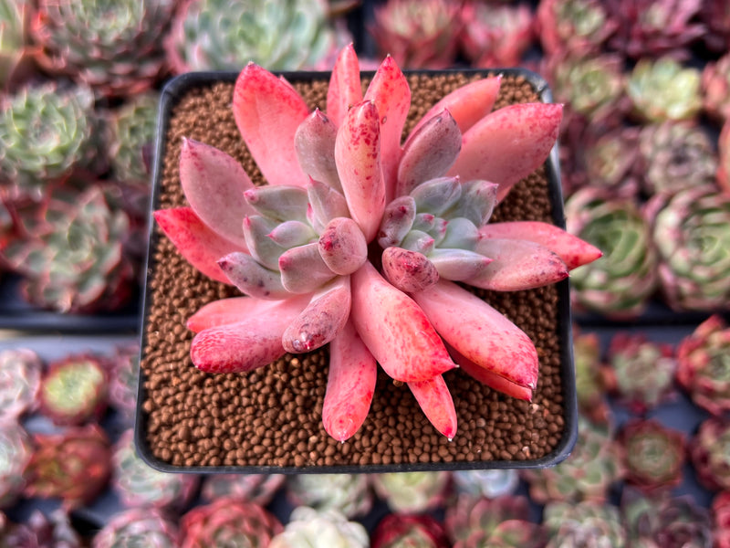 dragonfly succulent Echeveria 'Spica' 3