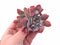 Echeveria Trumpet Pinky Double-Headed Cluster 3” Rare Succulent Plant