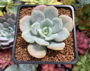 Echeveria 'Soulmint' 2" Succulent Plant