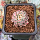 Echeveria 'Mebina' Variegated 1" Succulent Plant