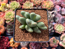Conophytum 'Bilobum' Cluster 2"-3" Succulent Plant