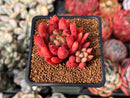 Echeveria Selected Hybrid 2" Succulent Plant