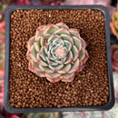 Echeveria 'Sarahime' Hybrid 2" Succulent Plant