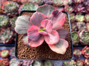 Echeveria 'Red Phoenix' Variegated 2" Succulent Plant