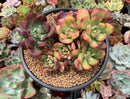 Echeveria 'Minibelle' Variegated Cluster 5" Succulent Plant