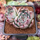 Echeveria 'Carla' 2" Cluster Succulent Plant
