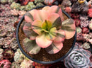Echeveria 'Primadonna' Variegated 4" Succulent Plant
