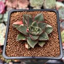 Echeveria 'Monocerotis' Variegated 2" Succulent Plant
