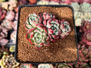 Echeveria 'Nanahukumini' 2" Cluster Succulent Plant