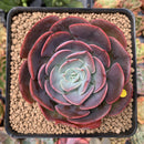 Echeveria 'Muesli' 3" Succulent Plant