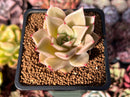 Echeveria 'Pink Madiba' 2" Succulent Plant