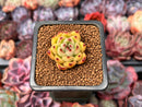 Echeveria sp. 1" Succulent Plant
