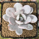 Echeveria 'Laui' 2" Powdery Succulent Plant
