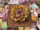 Echeveria Agavoides 'Black Queen' 2"-3" Succulent Plant
