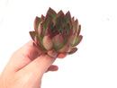 Echeveria Agavoides 'Rubra' 2"-3" Succulent Plant