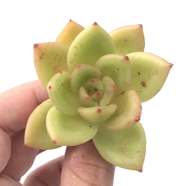 Echeveria Agavoides 'Ringo Star' 2"-3" Succulent Plant