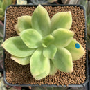Echeveria 'Golden Glow' Variegated 2"-3" Succulent Plant