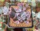 Echeveria 'Trumpet Pinky' 2"-3" Succulent Plant