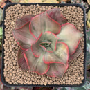 Echeveria 'Minigosaong' Variegated 2"-3" Succulent Plant