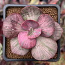 Echeveria 'Suyon Frill' Variegated 2" Succulent Plant