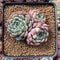 Echeveria 'Aarons' 3” Cluster Rare Succulent Plant
