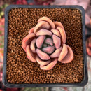 Echeveria 'Mezzoglam' Seed-grown Hybrid 1"-2" Succulent Plant