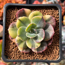 Echeveria 'Blue Metal' Variegated 2" Succulent Plant