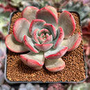 Echeveria 'Glam Pink' 2"-3" Succulent Plant