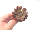 Echeveria Agavoides 'Magic Plot' 3" Rare Succulent Plant
