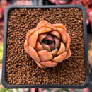 Echeveria Agavoides 'Red Line' 1" Succulent Plant