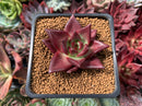 Echeveria Agavoides 'Red Beach' 1" Succulent Plant