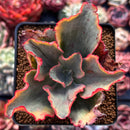 Echeveria 'Tornado' Variegated 3" Cutting Succulent Plant