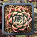 Echeveria 'Red Mill' 2" Seed-grown New Hybrid Succulent Plant