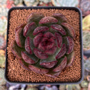 Echeveria Agavoides 'Clark' 3" Succulent Plant