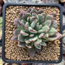Echeveria 'Miracle' Variegated 2" Succulent Plant